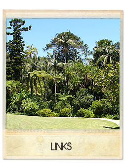 Links polaroid image